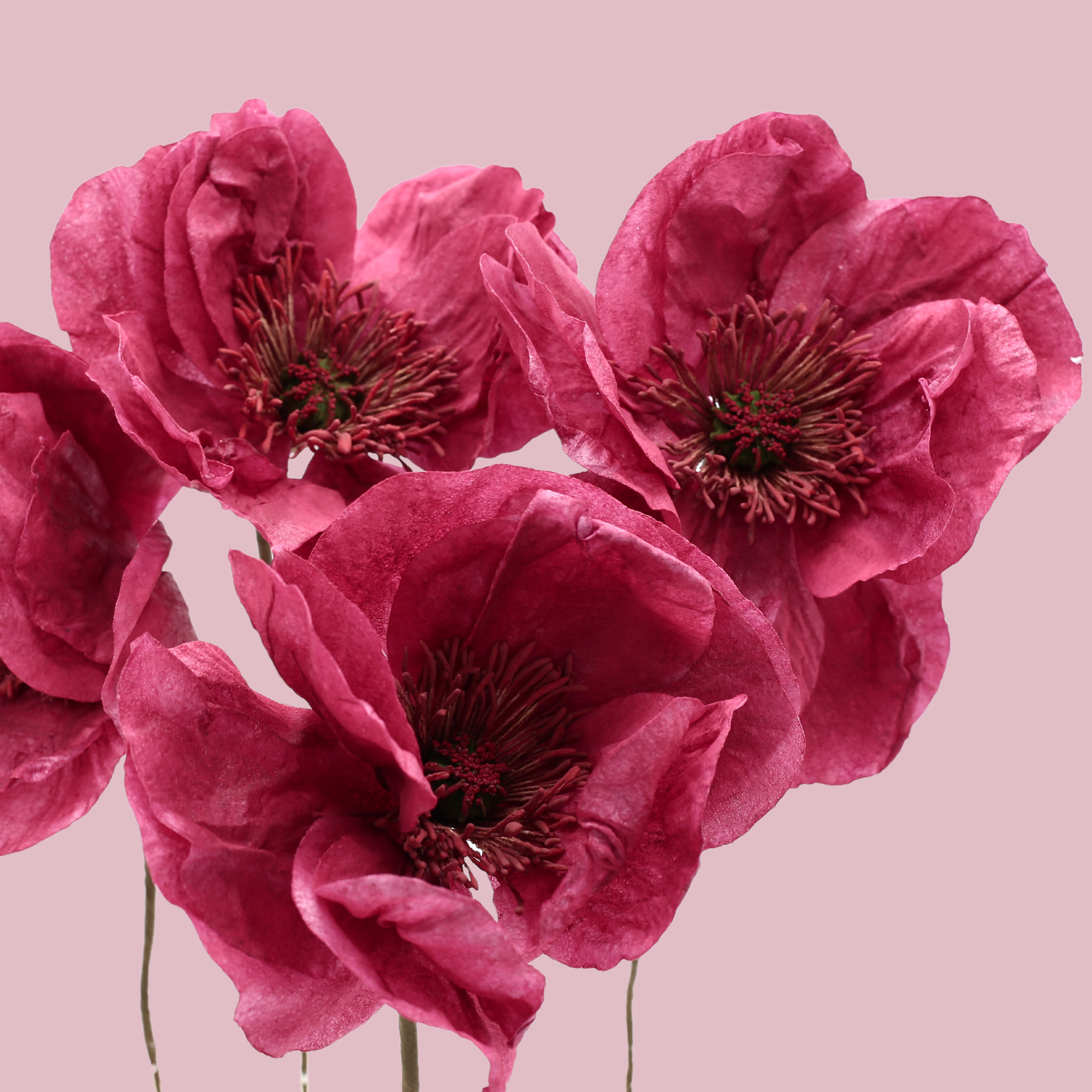 Styled poppies “Oriental”